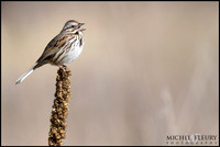 song sparrow