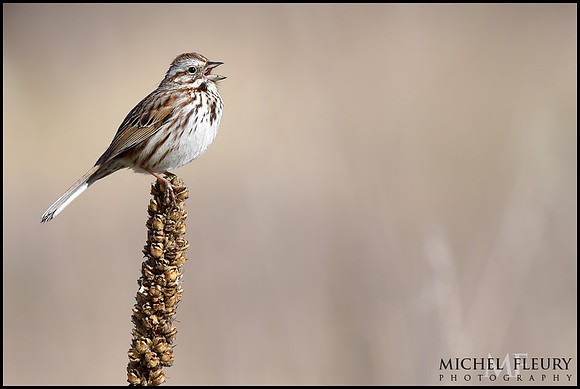 song sparrow