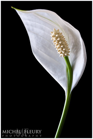 peace lily - spathiphyllum