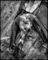 casualties
