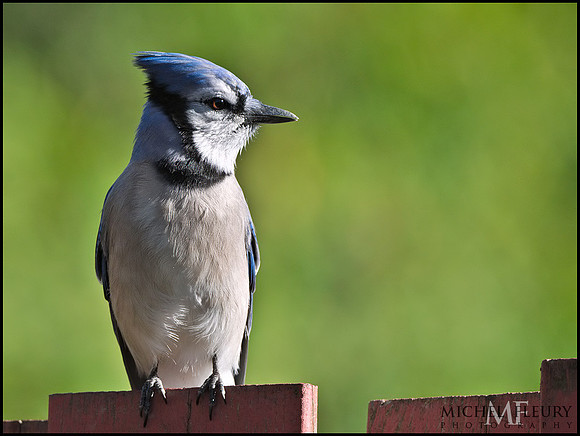 Blue Jay