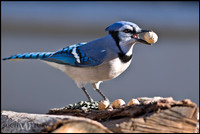 Blue Jay