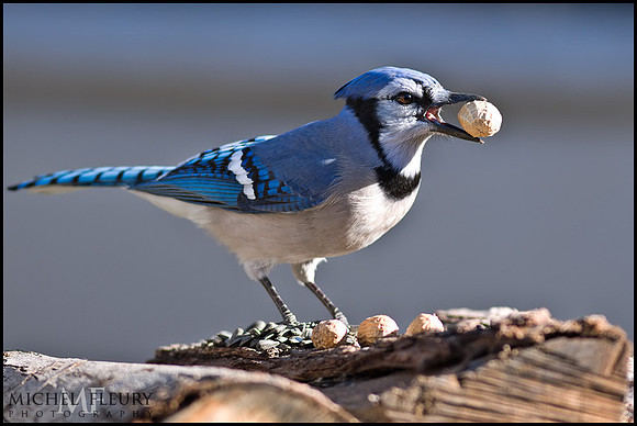 Blue Jay