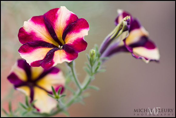 petunia