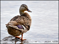 female mallard duck