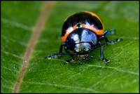 milkweed leaf beetle