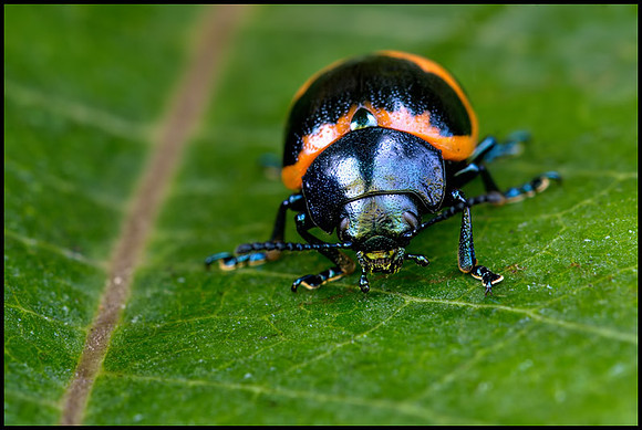 milkweed leaf beetle