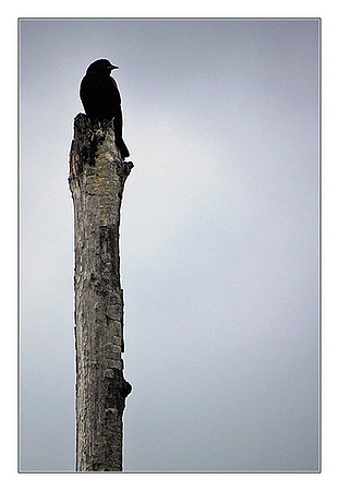 keeping watch