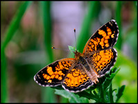pearl crescent butterfly