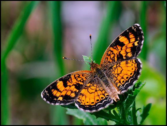 pearl crescent butterfly