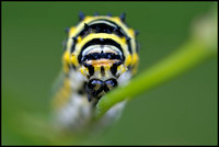 black swallowtail caterpillar