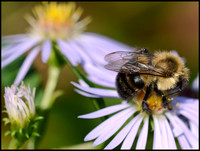 bee on daisy