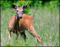 young buck