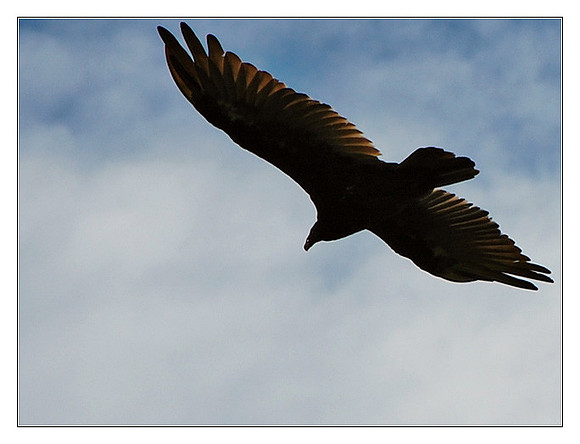 turkey vulture