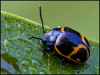milkweed leaf beetle