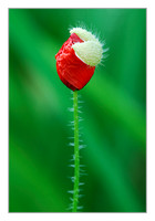 red poppy