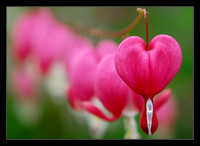 bleeding hearts