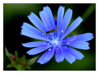 wasp on chicory