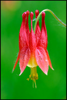 red columbine