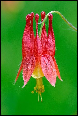 red columbine