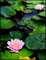 water lily
