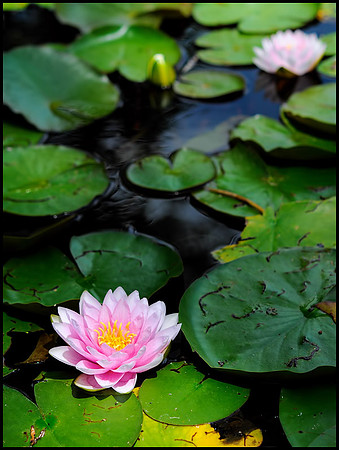 water lily