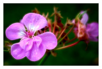 bouquet of wildflowers
