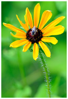 bee on Black-eyed Susan