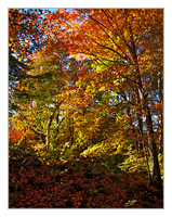 colors ablaze