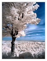 Lehi's dream