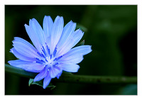 chicory