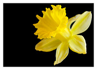 daffodil on black