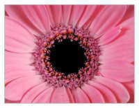 eye of a gerbera