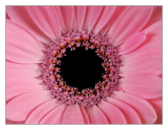 eye of a gerbera