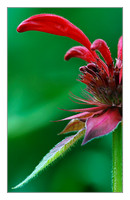 bee balm profile
