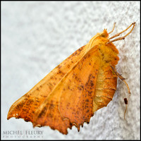 closeups, macros
