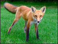 red fox