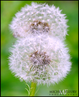 twin dandelions