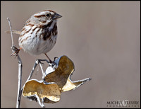 song sparrow