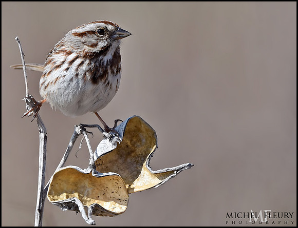 song sparrow