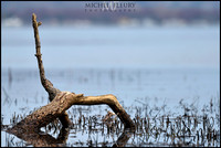nature morte
