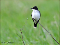 Eastern Kingbird