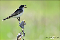Eastern Kingbird