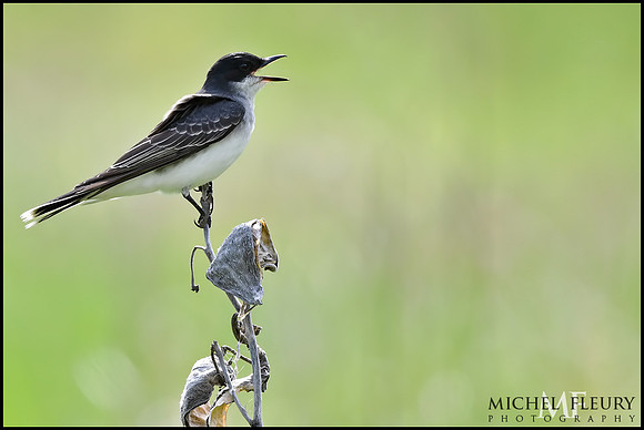 Eastern Kingbird