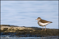 spotted sandpiper