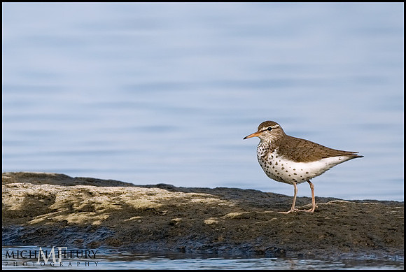 spotted sandpiper