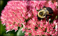 Bee on Autumn Joy