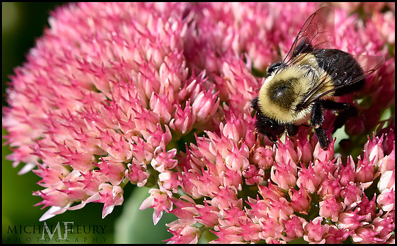 Bee on Autumn Joy