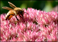 Bee on Atumn Joy