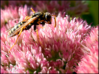 Wasp on Autumn Joy
